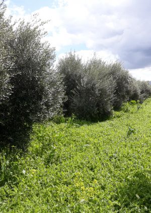 Olive tree nurseries