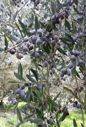 Olive tree nurseries
