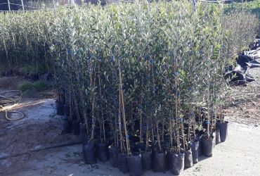 Olive tree for planting