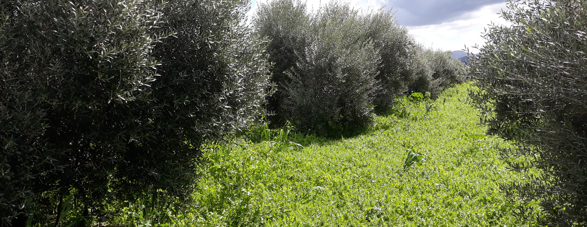 Leading players in <br> olive tree nursery production